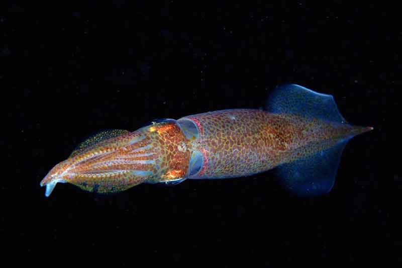 ปลาหมึกยักษ์อาร์เจนตินา (ARGENTINE SHORTFIN SQUID)
